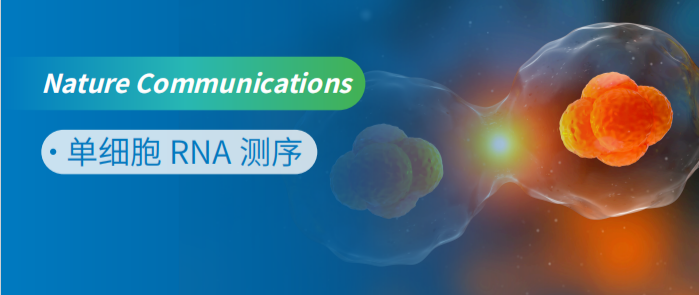 ϸ RNA оСϸС޸Эϸ໥